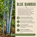 Blue Bamboo