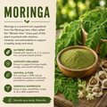 Moringa Plant